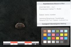 Foto (Objekt + Etikett) von Phymatocaryon mackayi F.V. Mueller (NHMW-GEO-2024-0188-10463)
